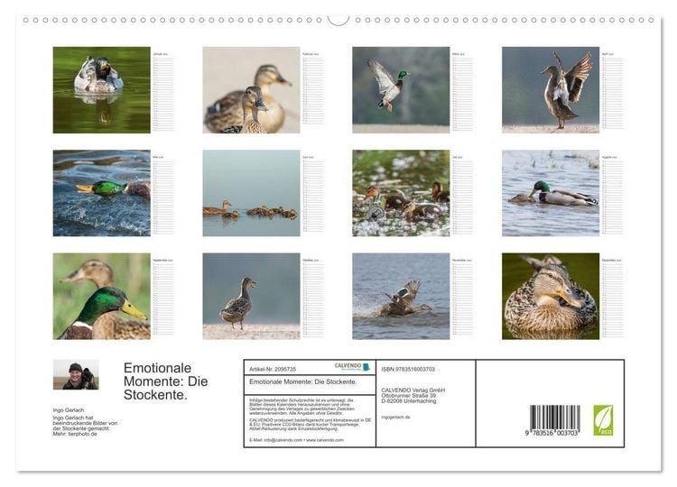 Produktbild: Emotionale Momente: Die Stockente. (hochwertiger Premium Wandkalender 2026 DIN A2 quer), Kunstdruck in Hochglanz