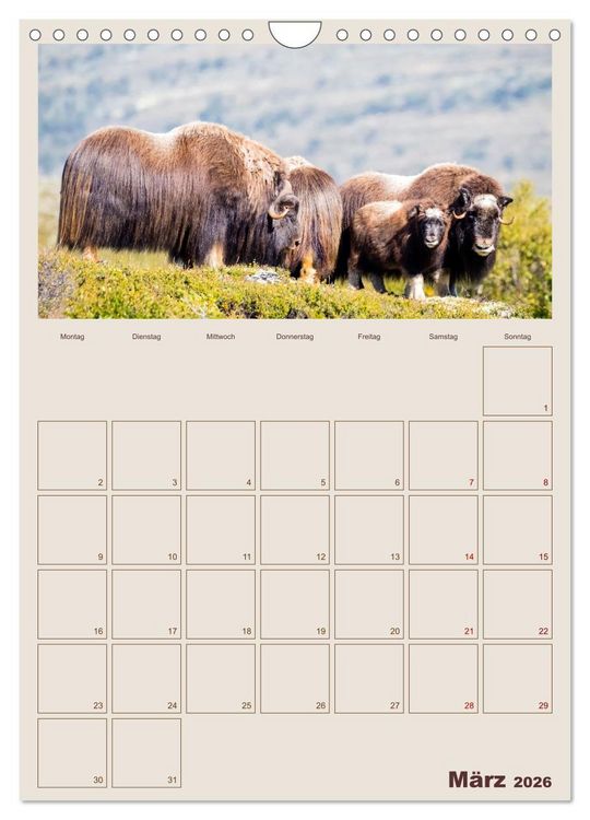 Produktbild: Moschusochsen - Norwegens gem&uuml;tliche Riesen (Wandkalender 2026 DIN A4 hoch), CALVENDO Monatskalender