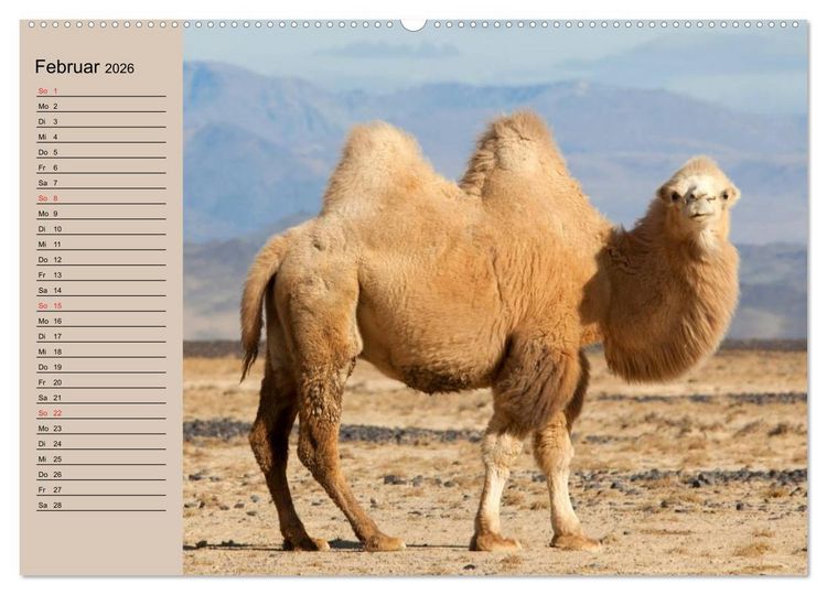 Produktbild: Kamele in der W&uuml;stensonne (hochwertiger Premium Wandkalender 2026 DIN A2 quer), Kunstdruck in Hochglanz