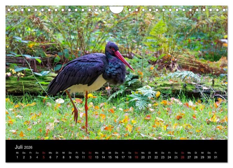 Produktbild: Herbst im Nationalpark Bayerischer Wald (Wandkalender 2026 DIN A4 quer), CALVENDO Monatskalender