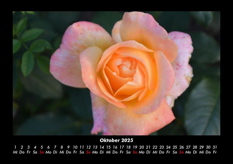Produktbild: Rosentraum 2025 Fotokalender DIN A3
