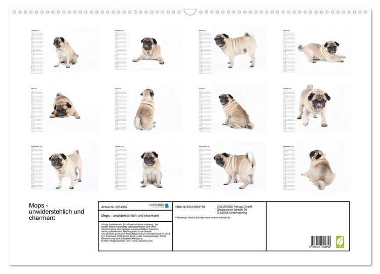 Produktbild: Mops - unwiderstehlich und charmant (Wandkalender 2026 DIN A2 quer), CALVENDO Monatskalender