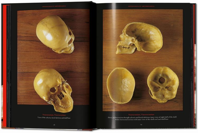 Produktbild: Anatomical Waxes. 45th Ed.