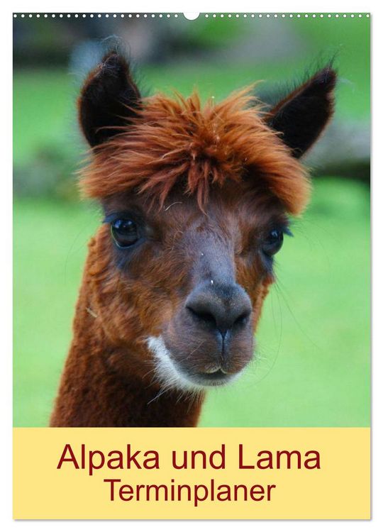 Produktbild: Alpaka und Lama Terminplaner (Wandkalender 2026 DIN A2 hoch), CALVENDO Monatskalender