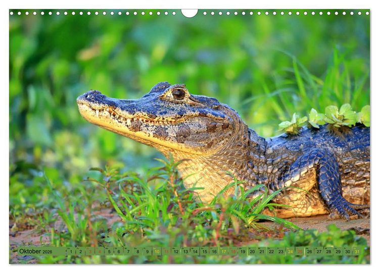 Produktbild: Krokodile in der Wildnis (Wandkalender 2026 DIN A3 quer), CALVENDO Monatskalender