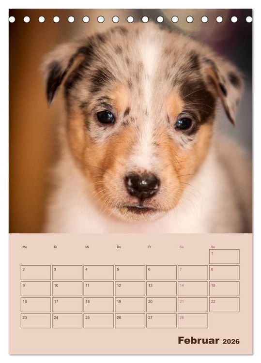 Produktbild: Kurzhaarcollies (Tischkalender 2026 DIN A5 hoch), CALVENDO Monatskalender