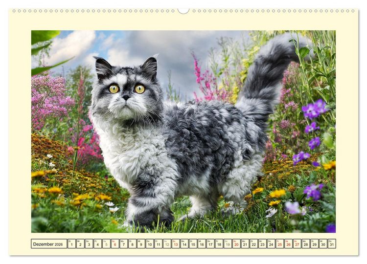 Produktbild: Selkirk Rex Katzen. Lockenzauber im Blumengarten (hochwertiger Premium Wandkalender 2026 DIN A2 quer), Kunstdruck in Hochglanz