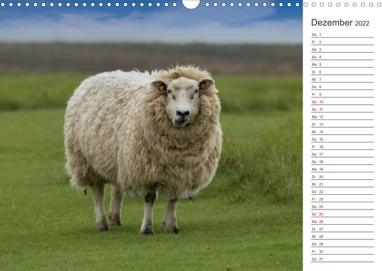 Produktbild: Deichschafe (Wandkalender 2022 DIN A3 quer)