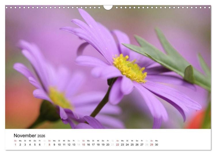 Produktbild: Zarte Natur 2026 (Wandkalender 2026 DIN A3 quer), CALVENDO Monatskalender