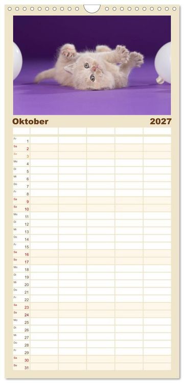 Produktbild: Familienplaner 2027 - Die Britisch Kurzhaar Katze mit 5 Spalten (Wandkalender, 21 x 45 cm) CALVENDO