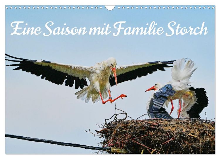 Produktbild: Eine Saison mit Familie Storch (Wandkalender 2026 DIN A3 quer), CALVENDO Monatskalender