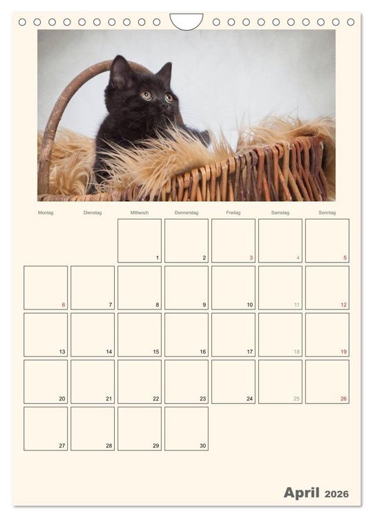 Produktbild: Schmusige Britisch Kurzhaar (Wandkalender 2026 DIN A4 hoch), CALVENDO Monatskalender