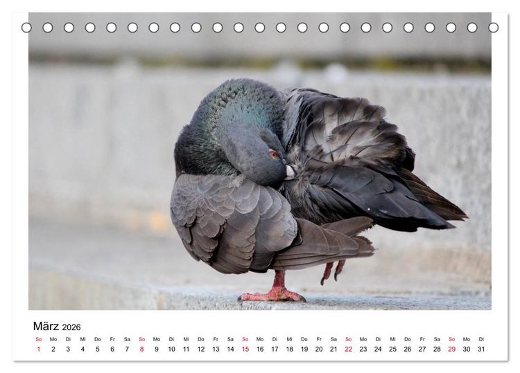 Produktbild: Geliebte Tauben (Tischkalender 2026 DIN A5 quer), CALVENDO Monatskalender