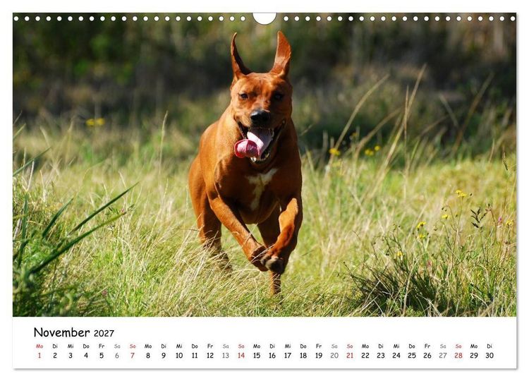 Produktbild: Rhodesian Ridgebacks in Aktion (Wandkalender 2027 DIN A3 quer), CALVENDO Monatskalender