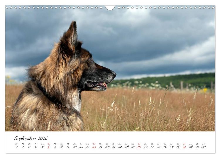 Produktbild: Deutsche Sch&auml;ferhunde - Liebenswerte Graunasen (Wandkalender 2026 DIN A3 quer), CALVENDO Monatskalender