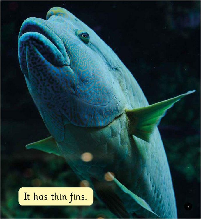 Produktbild: Lots of Fish (Set 4)