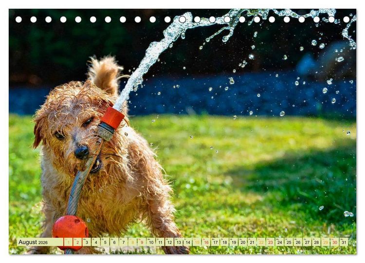 Produktbild: Lustig und verr&uuml;ckt - der ganz andere Tierkalender (Tischkalender 2026 DIN A5 quer), CALVENDO Monatskalender