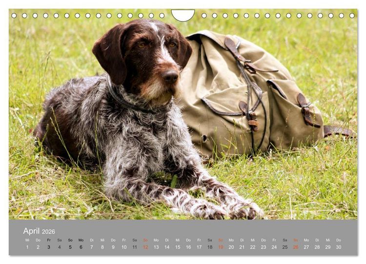 Produktbild: Graue Schnuten - Hunde in den besten Jahren (Wandkalender 2026 DIN A4 quer), CALVENDO Monatskalender