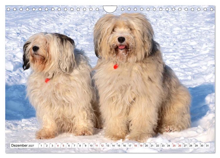 Produktbild: Tibet-Terrier - Eine Hunderasse mit Charakter (Wandkalender 2027 DIN A4 quer), CALVENDO Monatskalender