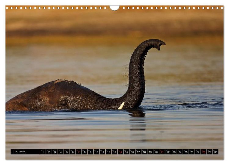 Produktbild: Magie des Augenblicks - Elefanten - Afrikas sanfte Riesen (Wandkalender 2026 DIN A3 quer), CALVENDO Monatskalender