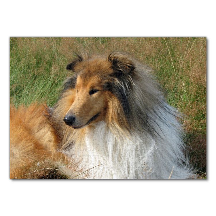 Produktbild: Lais Puzzle Collie 1000 Teile