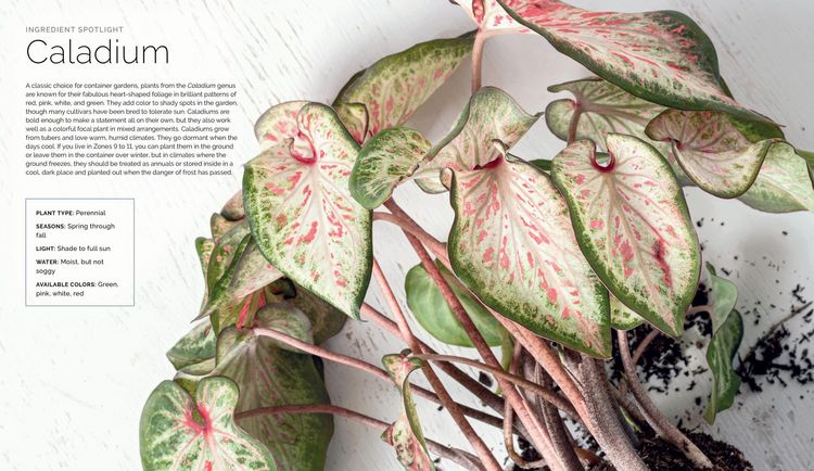 Produktbild: The Container Garden Recipe Book
