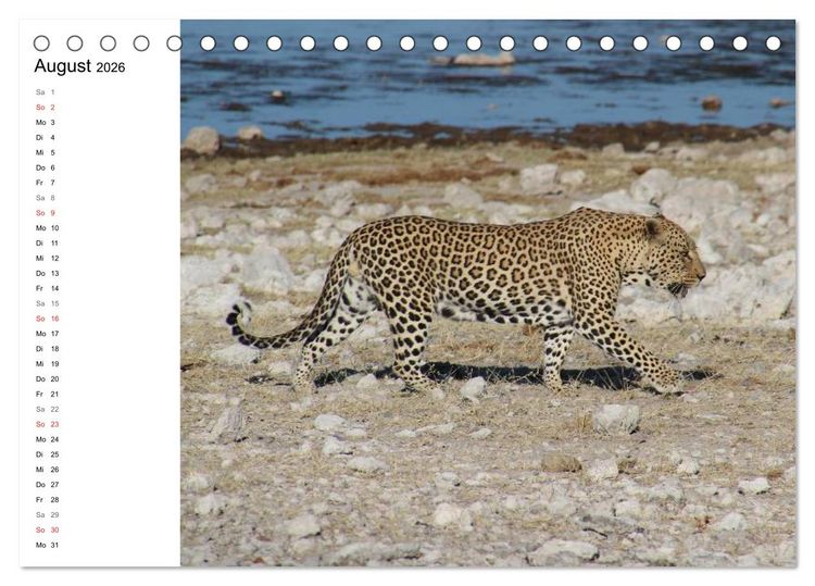 Produktbild: Namibia - Tierische Vielfalt (Planer) (Tischkalender 2026 DIN A5 quer), CALVENDO Monatskalender