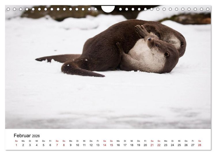 Produktbild: Otter - J&auml;ger an Fl&uuml;ssen und Seen (Wandkalender 2026 DIN A4 quer), CALVENDO Monatskalender