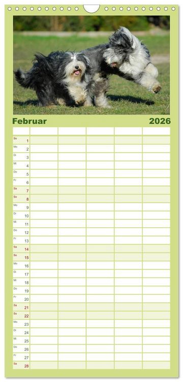Produktbild: Familienplaner 2026 - Liebenswerter Clown Bearded Collie mit 5 Spalten (Wandkalender, 21 x 45 cm) CALVENDO