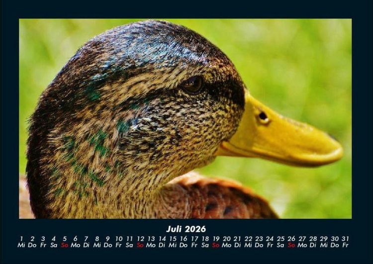 Produktbild: Enten 2026 Fotokalender DIN A4