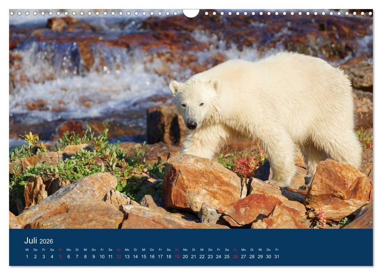 Produktbild: Das Leben der etwas "anderen" Eisb&auml;ren! (Wandkalender 2026 DIN A3 quer), CALVENDO Monatskalender