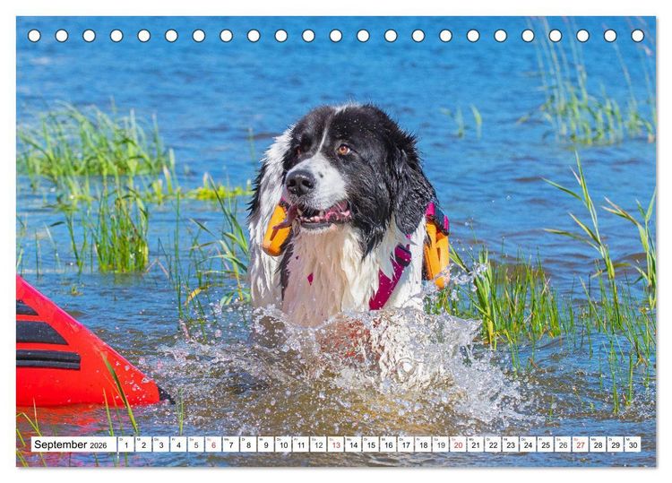 Produktbild: Landseer - Ein starker Freund auf 4 Pfoten (Tischkalender 2026 DIN A5 quer), CALVENDO Monatskalender