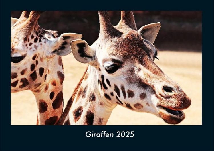Produktbild: Giraffen 2025 Fotokalender DIN A4