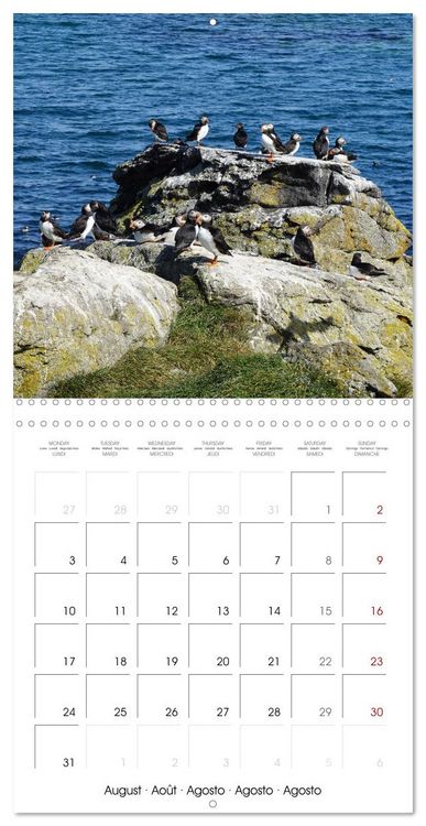 Produktbild: Puffin Pals (Wall Calendar 2026 12 &times; 12 Inch) CALVENDO 12 Month Wall Calendar