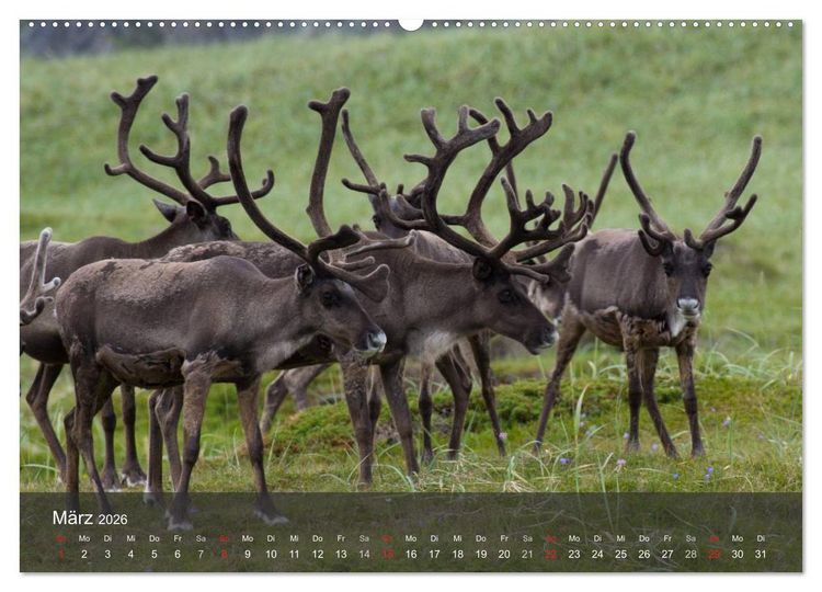 Produktbild: Lappland 2026 (Wandkalender 2026 DIN A2 quer), CALVENDO Monatskalender