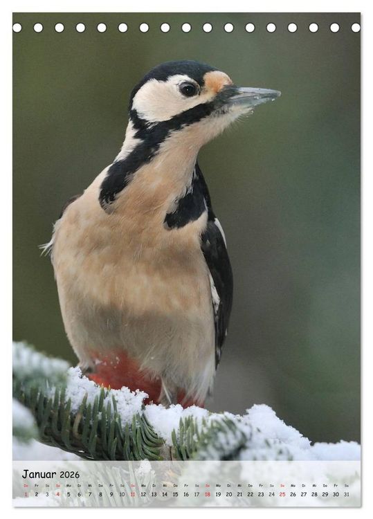 Produktbild: V&ouml;gel im heimischen Garten (Tischkalender 2026 DIN A5 hoch), CALVENDO Monatskalender