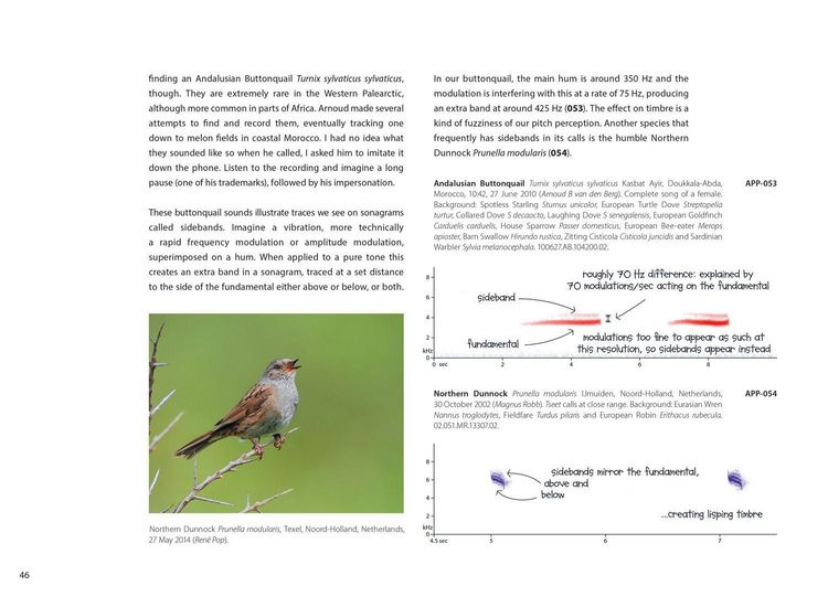 Produktbild: Xsound Approach To Birding Hb