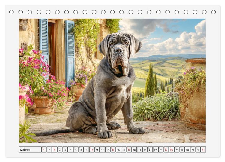 Produktbild: Mastino Napoletano. Die gelassenen Molosser mit antiken Vorfahren (Tischkalender 2026 DIN A5 quer), CALVENDO Monatskalender