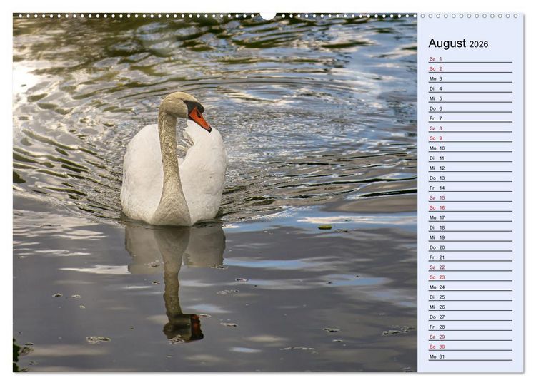 Produktbild: Schwanenzauber (hochwertiger Premium Wandkalender 2026 DIN A2 quer), Kunstdruck in Hochglanz