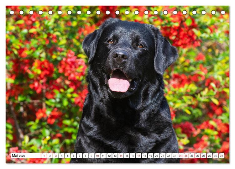 Produktbild: Freund auf 4 Pfoten - Labrador Retriever (Tischkalender 2026 DIN A5 quer), CALVENDO Monatskalender