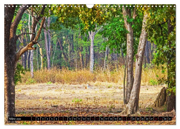 Produktbild: Indien - Im Reich des Tigers (Wandkalender 2026 DIN A3 quer), CALVENDO Monatskalender