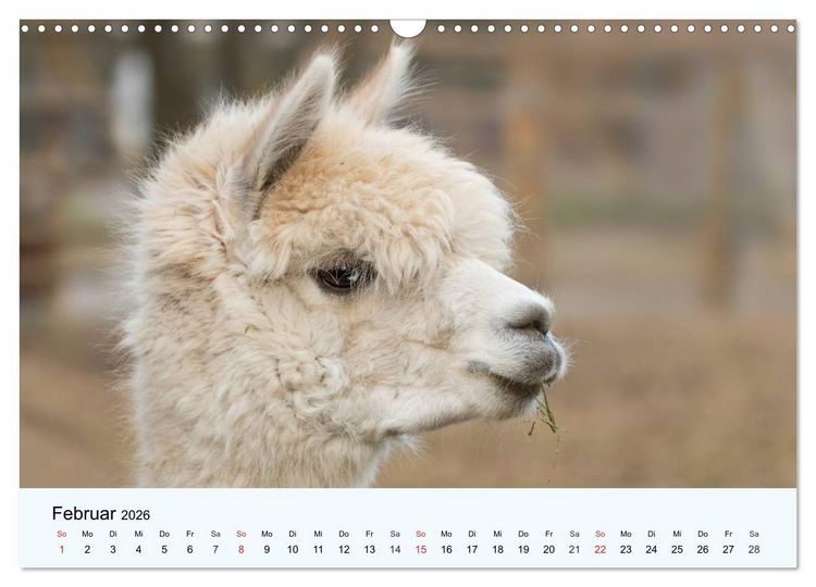 Produktbild: Die Kameliden. H&uuml;bsche Kamele, Lamas und Alpakas (Wandkalender 2026 DIN A3 quer), CALVENDO Monatskalender