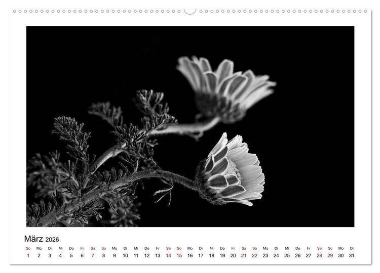 Produktbild: Die grafische Sch&ouml;nheit der Pflanzen &ndash; Schwarz-Wei&szlig; (Wandkalender 2026 DIN A2 quer), CALVENDO Monatskalender