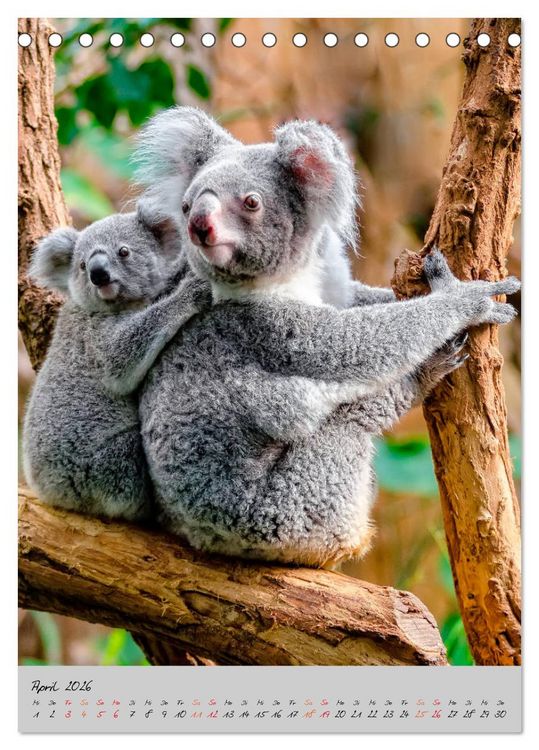 Produktbild: Koala, kleiner B&auml;r (Tischkalender 2026 DIN A5 hoch), CALVENDO Monatskalender