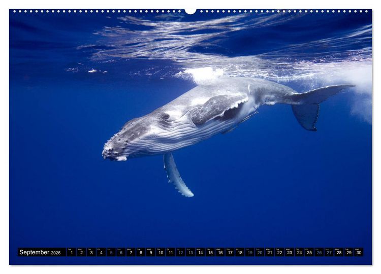 Produktbild: A Whale of a Year (High Quality Premium Wall Calendar 2026 DIN A2 landscape),CALVENDO 12 Month Wall Calendar