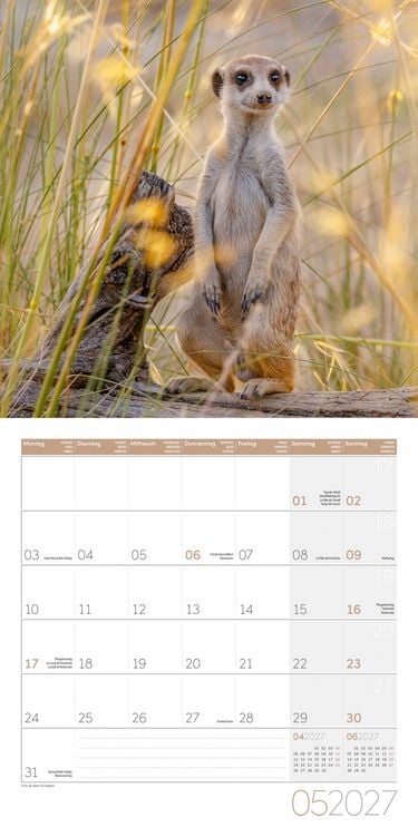 Produktbild: Erdm&auml;nnchen Kalender 2027 - 30x30 - Art12