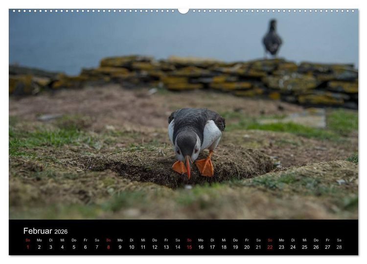 Produktbild: Papageientaucher 2026 (hochwertiger Premium Wandkalender 2026 DIN A2 quer), Kunstdruck in Hochglanz
