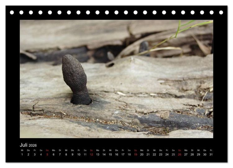 Produktbild: Pilze (Tischkalender 2026 DIN A5 quer), CALVENDO Monatskalender