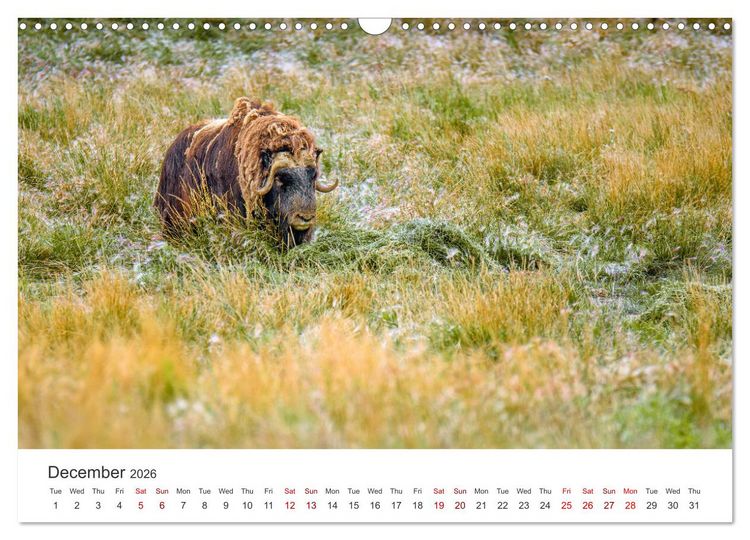 Produktbild: Yukon Wild (Wall Calendar 2026 DIN A3 landscape), CALVENDO 12 Month Wall Calendar