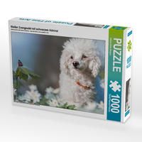 Produktbild: CALVENDO Puzzle Wei&szlig;er Zwergpudel mit schwarzem Admiral | 1000 Teile Lege-Gr&ouml;&szlig;e 64x48cm Foto-Puzzle f&uuml;r gl&uuml;ckliche Stunden